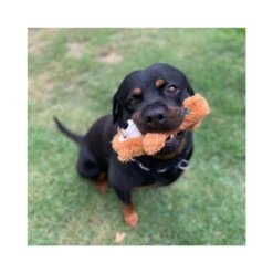 KONG Wild Knots Bears Dog Toy -Cat And Dog Supplies 47