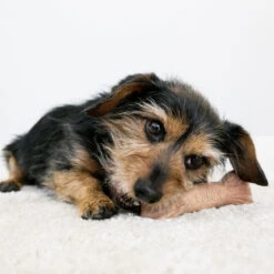 KONG Chewstix Ultra Stick Dog Toy Large -Cat And Dog Supplies psw22 2 20190702150454 20190702150632 1600x1600 1