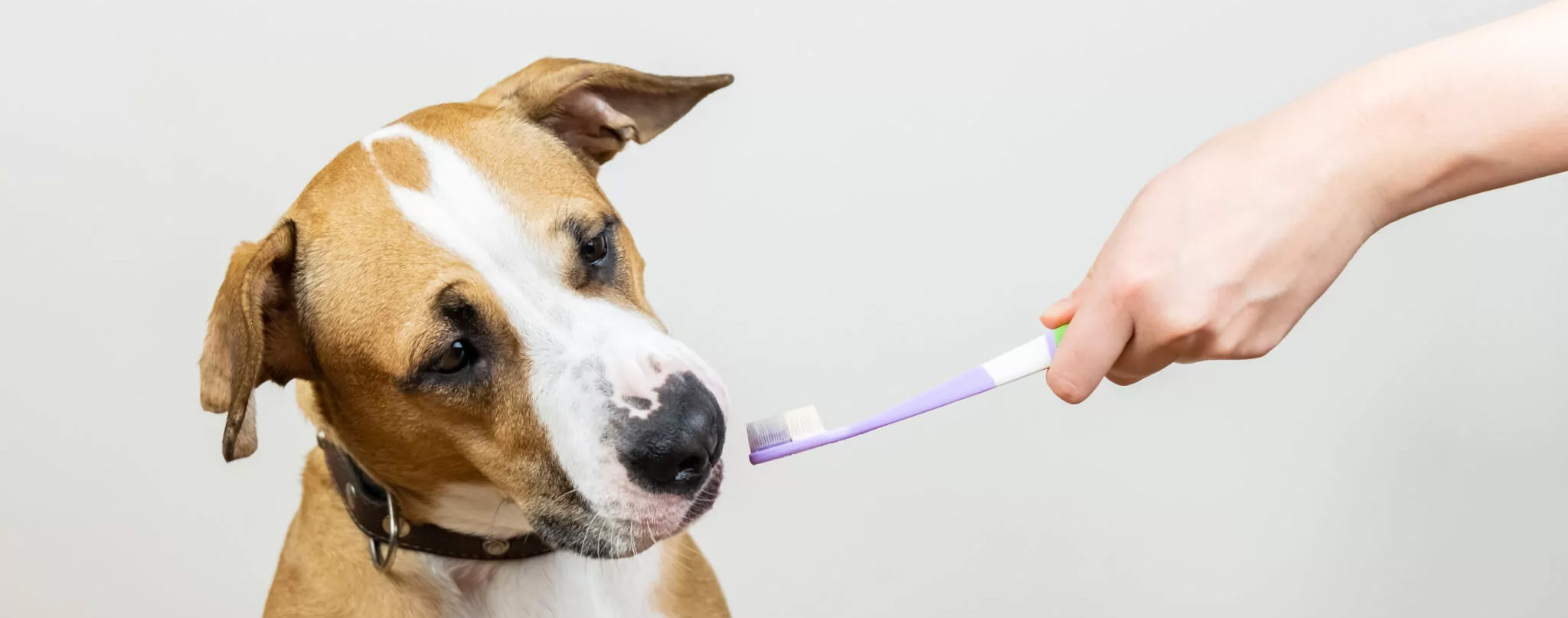 Cat And Dog Supplies -Cat And Dog Supplies 1